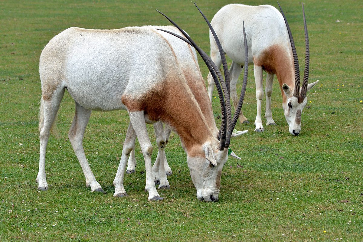 Three adult scimitar-horned oryx