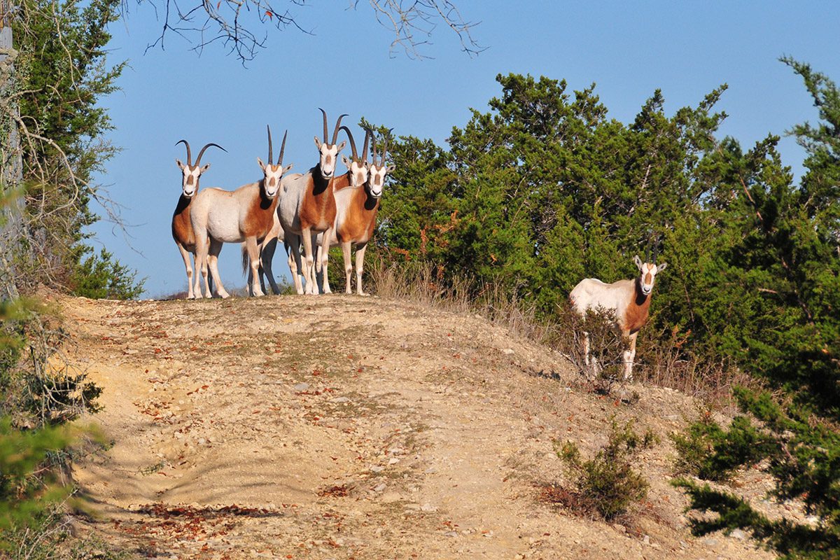 Groupe d'oryx sur une butte
