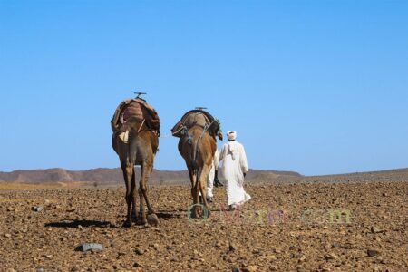 Two camels move behind a nomad