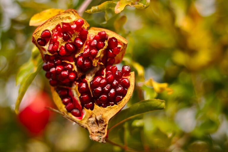 Overripe pomegranate