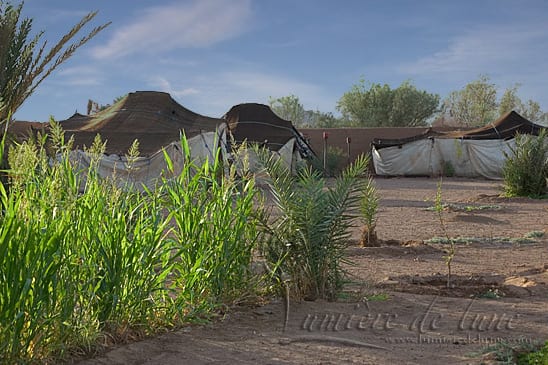 Plants and tents