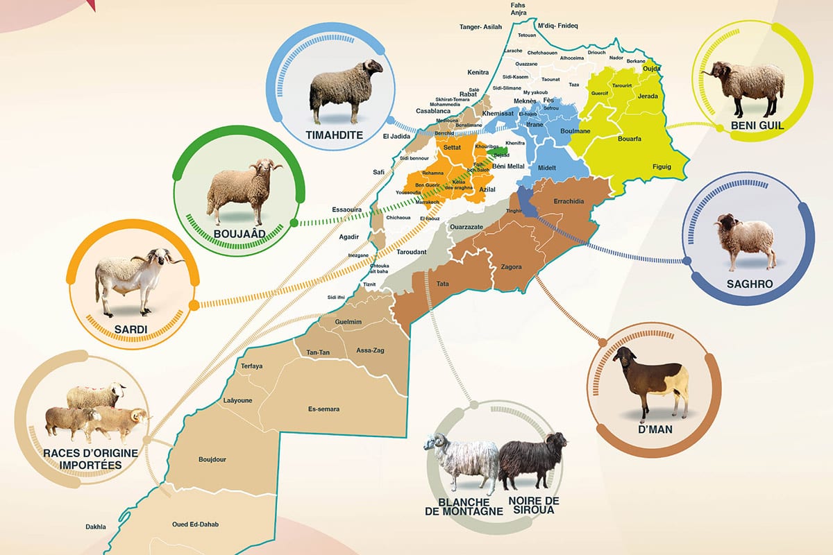 Map of the different breeds of sheep in Morocco