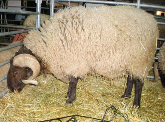 Beni guil sheep