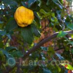 Quince in a garden