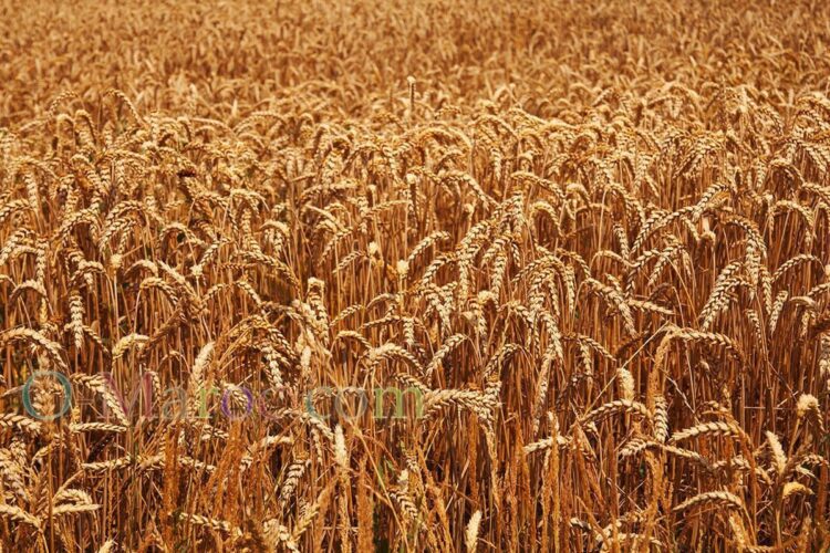 Common wheat field