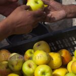 Middelt apples