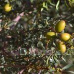 Argan nuts