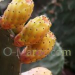 Prickly pear