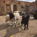 A market