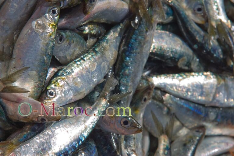 Fresh sardines in the harbour