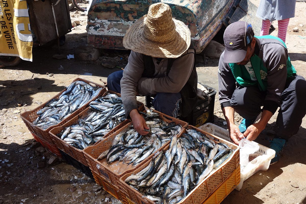 Sardine seller in the streets of Casablanca