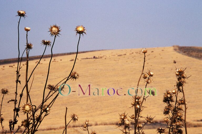 Moroccan summer, near Meknes