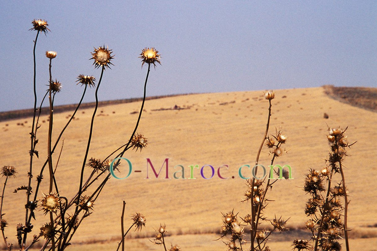 L'été marocain, près de Meknès