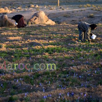 Early morning saffron harvest in Taliouine