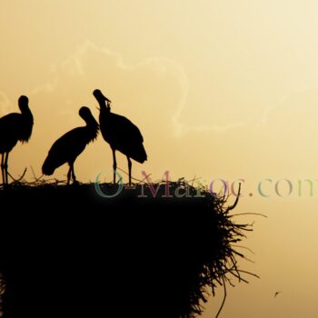 Storks' nest in Ouarzazate