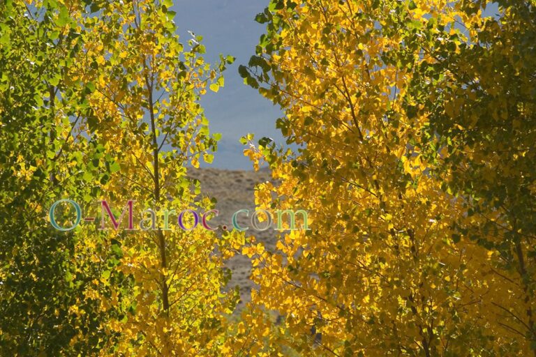 Golden foliage in Imilchil