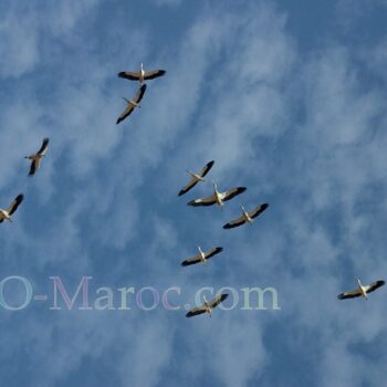 Flight of the storks in Marrakesh