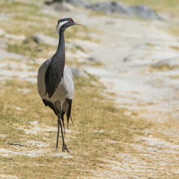 Demoiselle crane