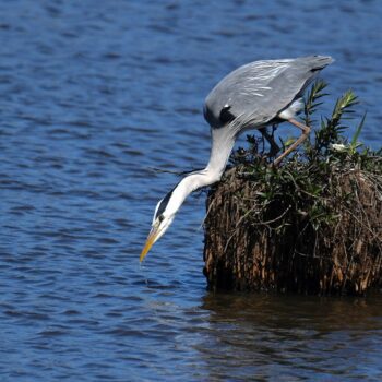 Grey heron watching for fish