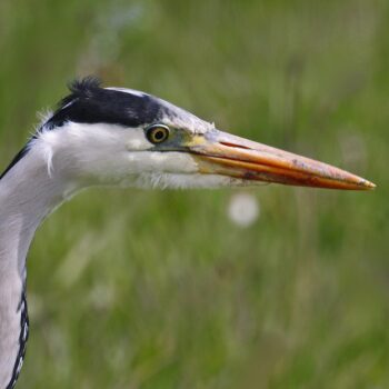 The grey heron