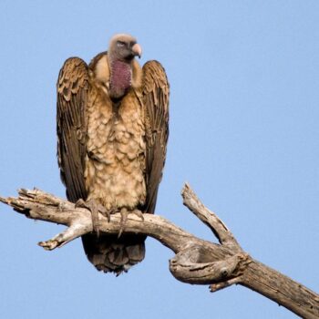 Rüppel's vulture