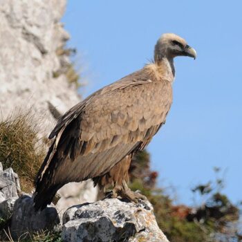A griffon vulture in the Spanish mountains