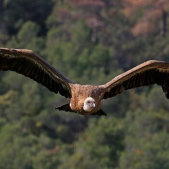 The majestic flight of the griffon vulture