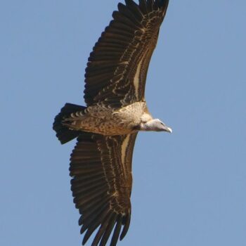 Rüppel's vulture in flight