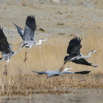 Flight of grey herons