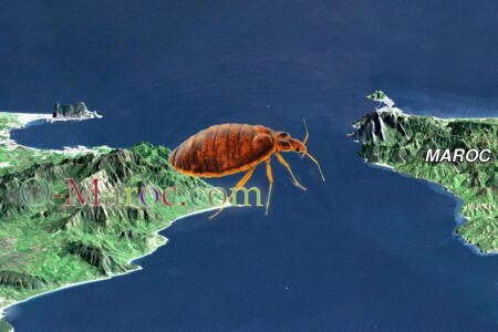Bed bugs on the road to Morocco