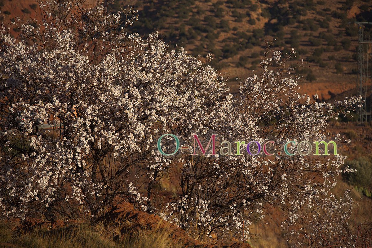 Almond trees in flower in February