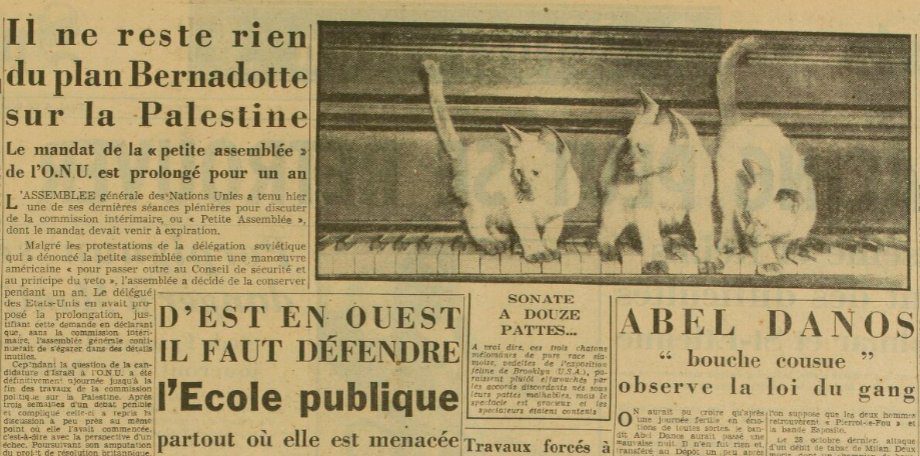 Kittens palestine education nothing changes