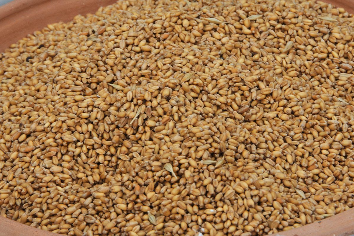 Grains herald yennayer