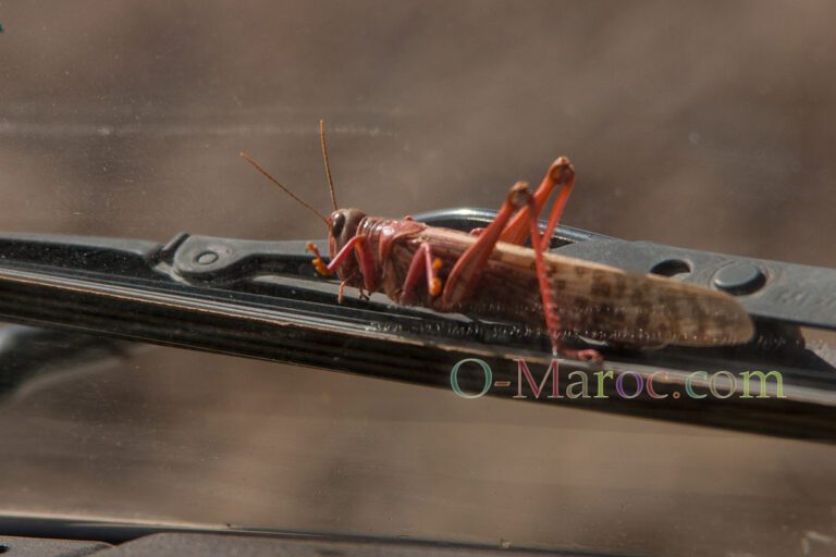 When the cricket locust looks at you from a Land Rover windscreen wiper