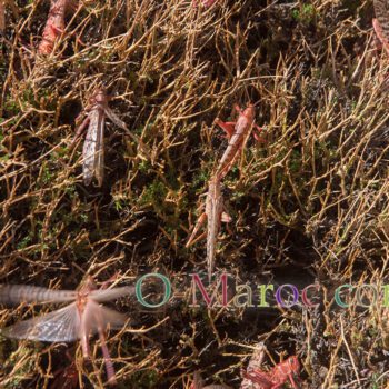 Crickets in flight and resting on a bush
