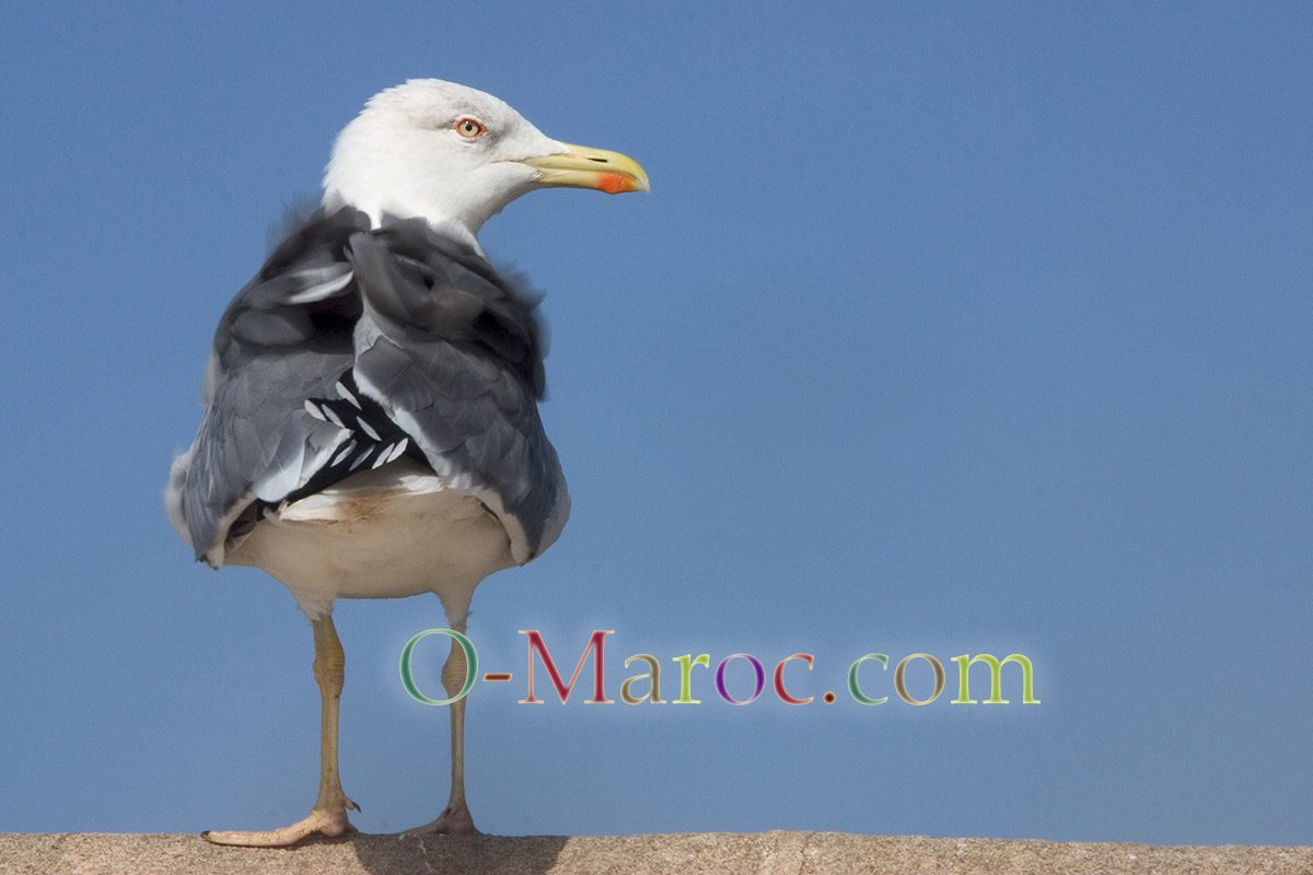 A seagull against a blue sky