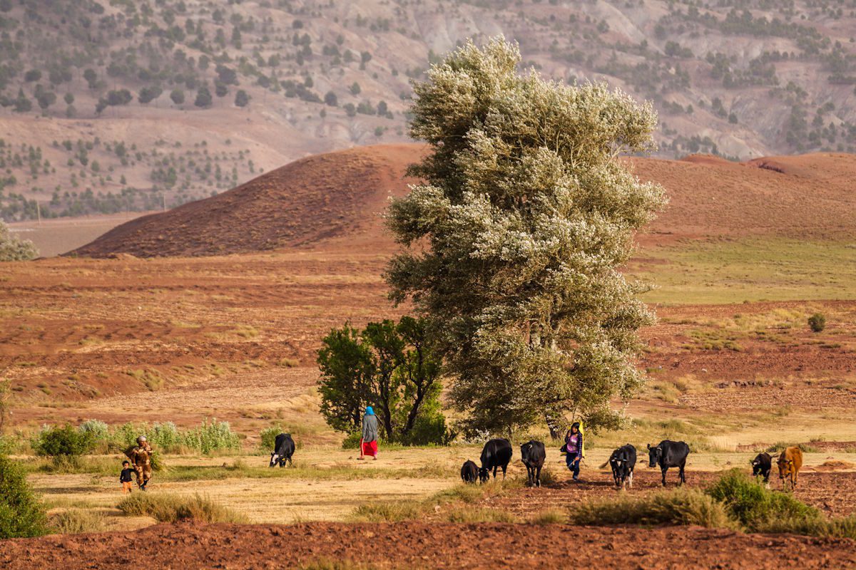 Small Moroccan herd