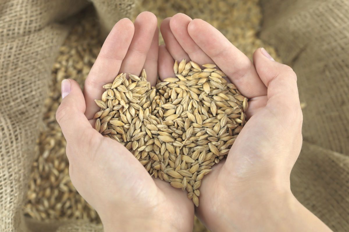 Du blé dans les paumes d'une main