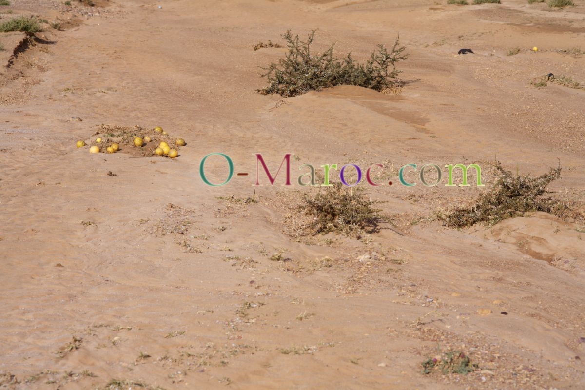A cluster of desert melons, lying in the sand