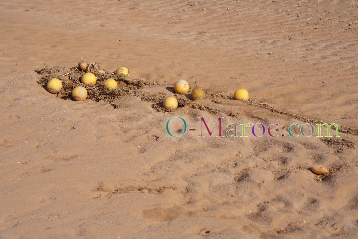 A cluster of colocynths in the sand, with their stalks