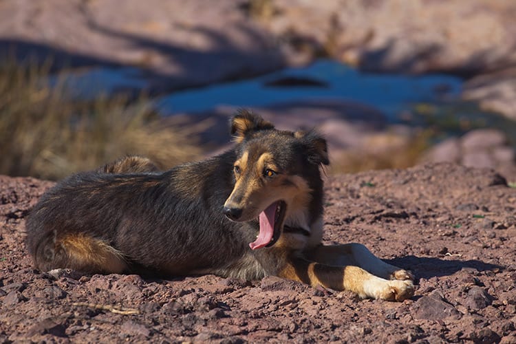 Atlas Dog in the wild