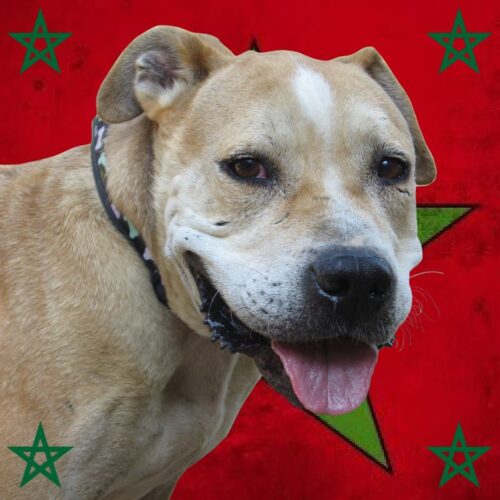 The law prohibits the breeding of dangerous dogs