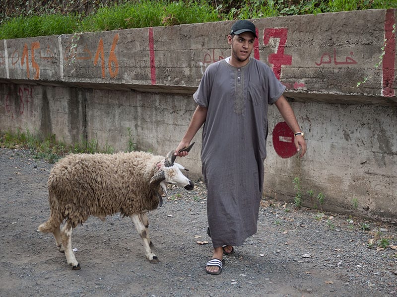Man pulling a sheep by the horn in Casablanca